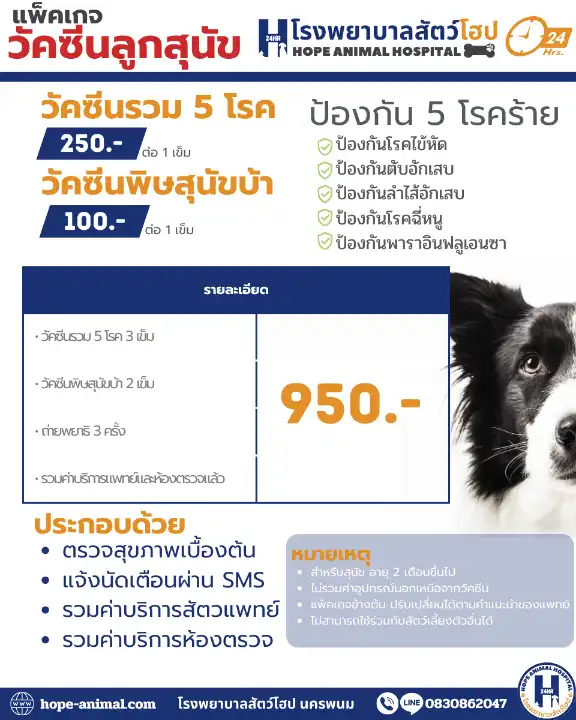 ฉีดวัคซีนสุนัข